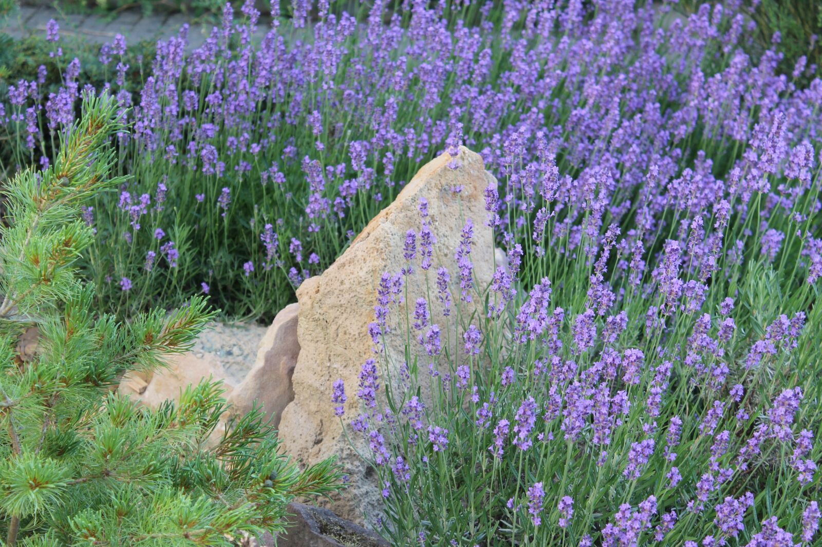 Canon EOS 1100D (EOS Rebel T3 / EOS Kiss X50) sample photo. Lavender, herb garden, stone photography