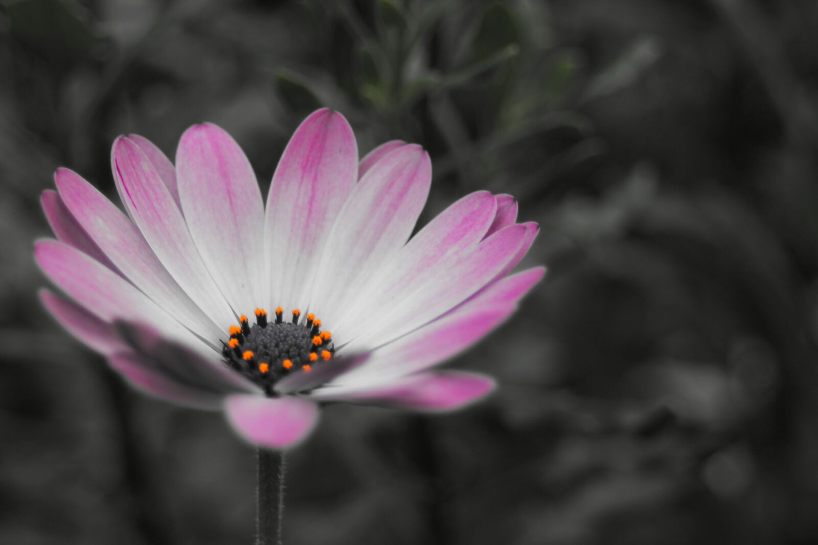 Canon EF 28-80mm f/3.5-5.6 sample photo. Bornholm marguerite, osteospermum ecklonis photography