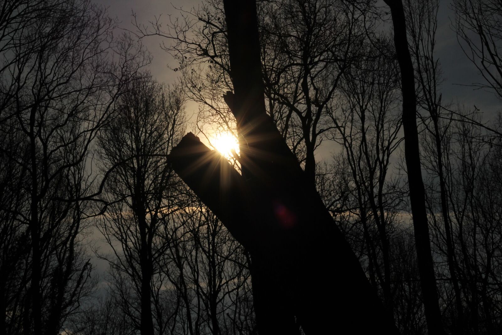 Canon EOS 1300D (EOS Rebel T6 / EOS Kiss X80) + Canon EF 50mm F1.8 STM sample photo. Nature, crotch, forest photography