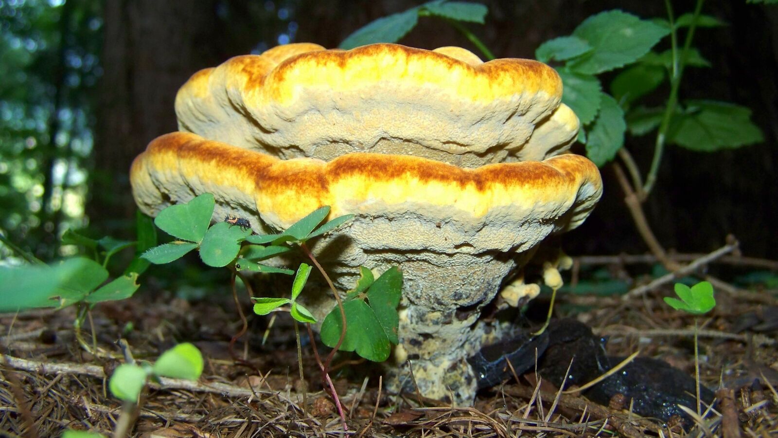 Kodak EASYSHARE ZD710 ZOOM DIGITAL CAMERA sample photo. Tinder fungus, yellow-brown mushroom photography