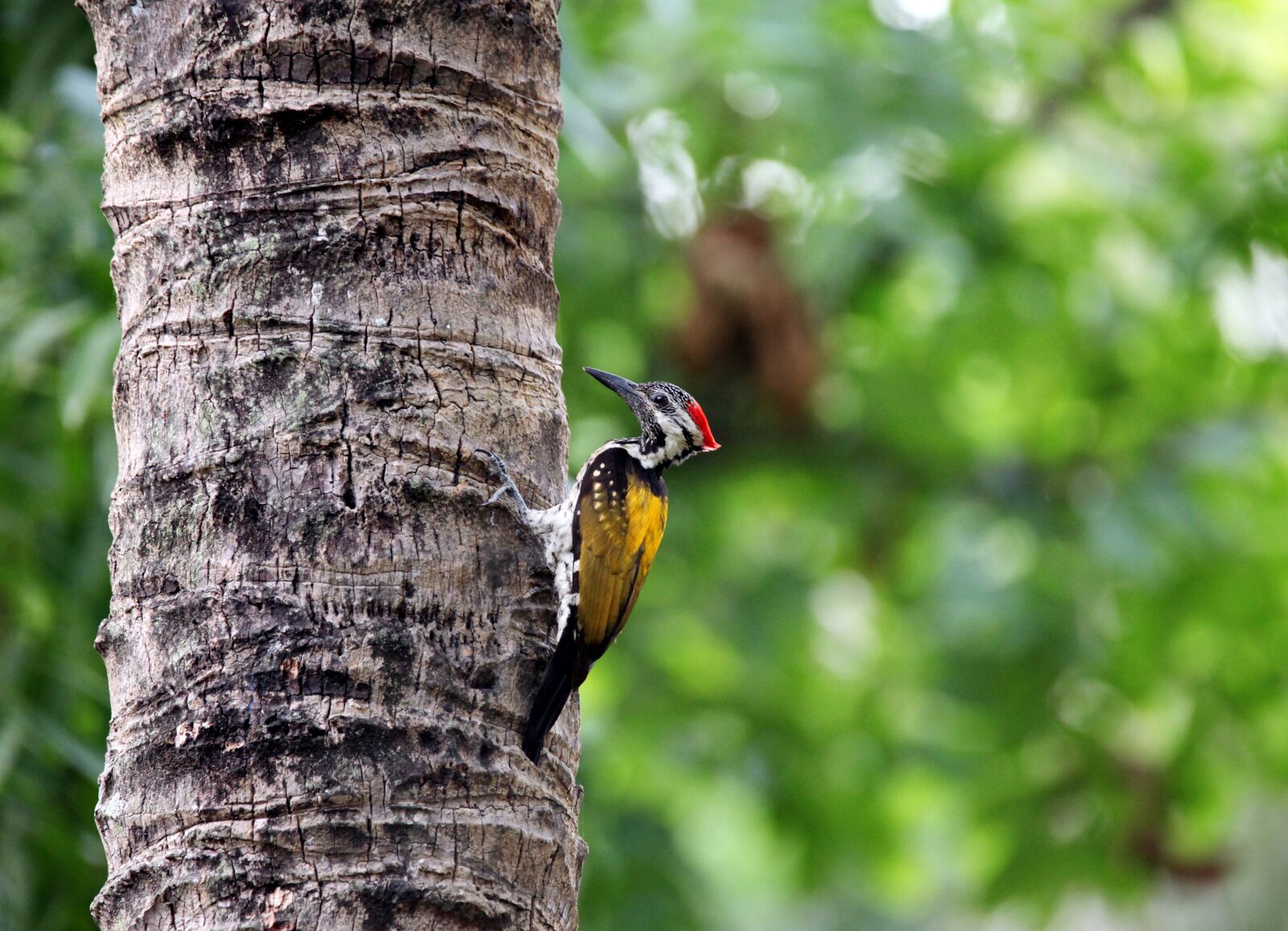 Canon EOS 5D Mark II sample photo. Wood, bird, nature photography