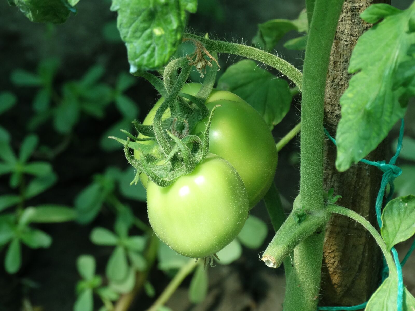 Sony Cyber-shot DSC-HX300 sample photo. Red, tomato, green photography