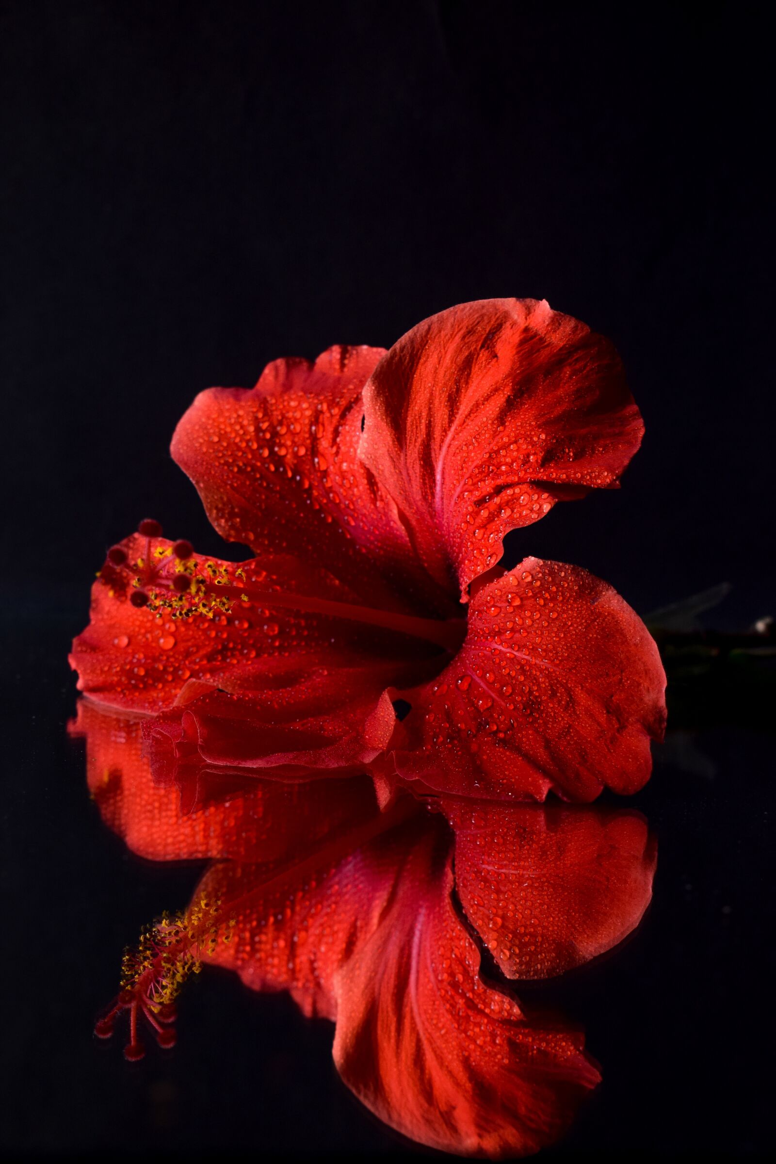 Nikon D5300 sample photo. Flower, hibiscus, red photography