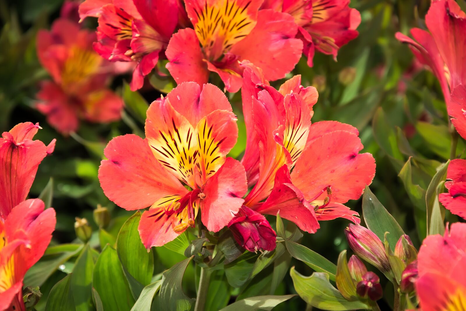 Nikon D3300 sample photo. Flower, red yellow, flowers photography