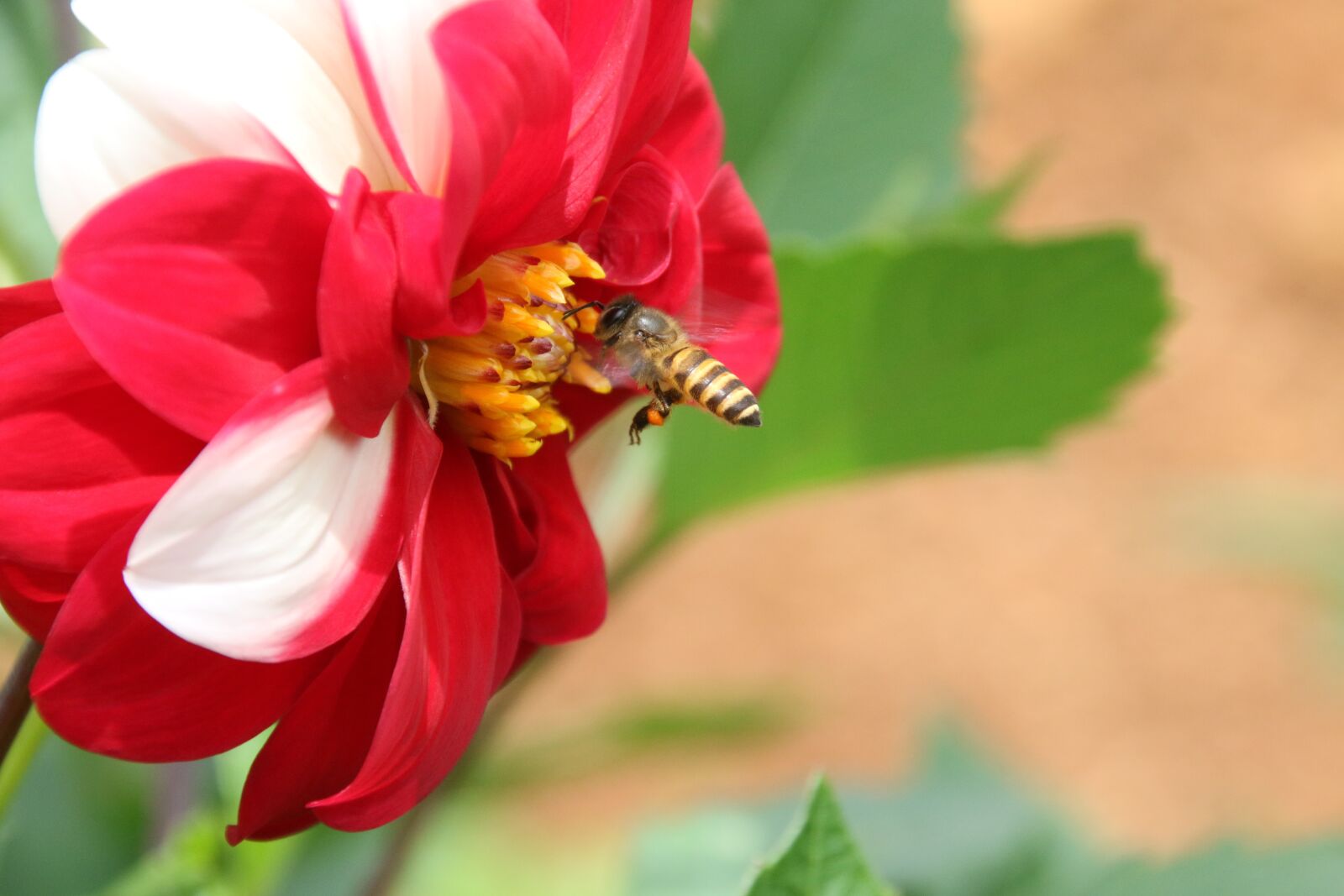 Canon EOS 70D sample photo. Bee, bee and flower photography