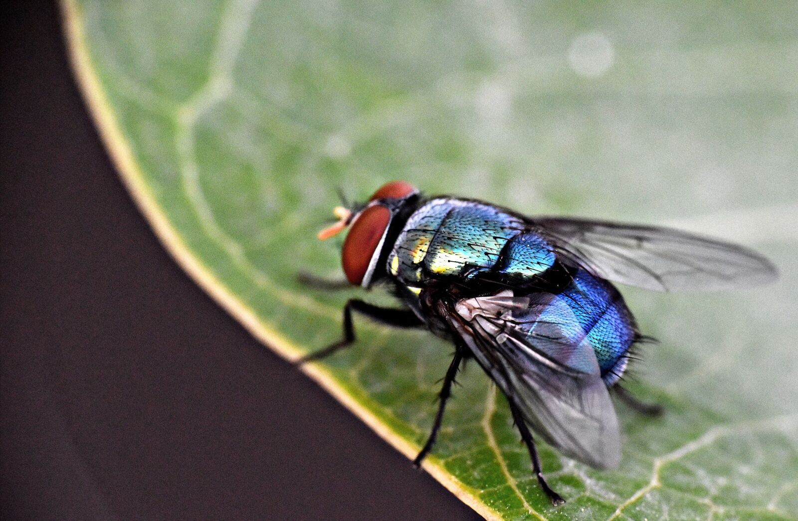 Nikon D5600 sample photo. Housefly, insect, fly photography