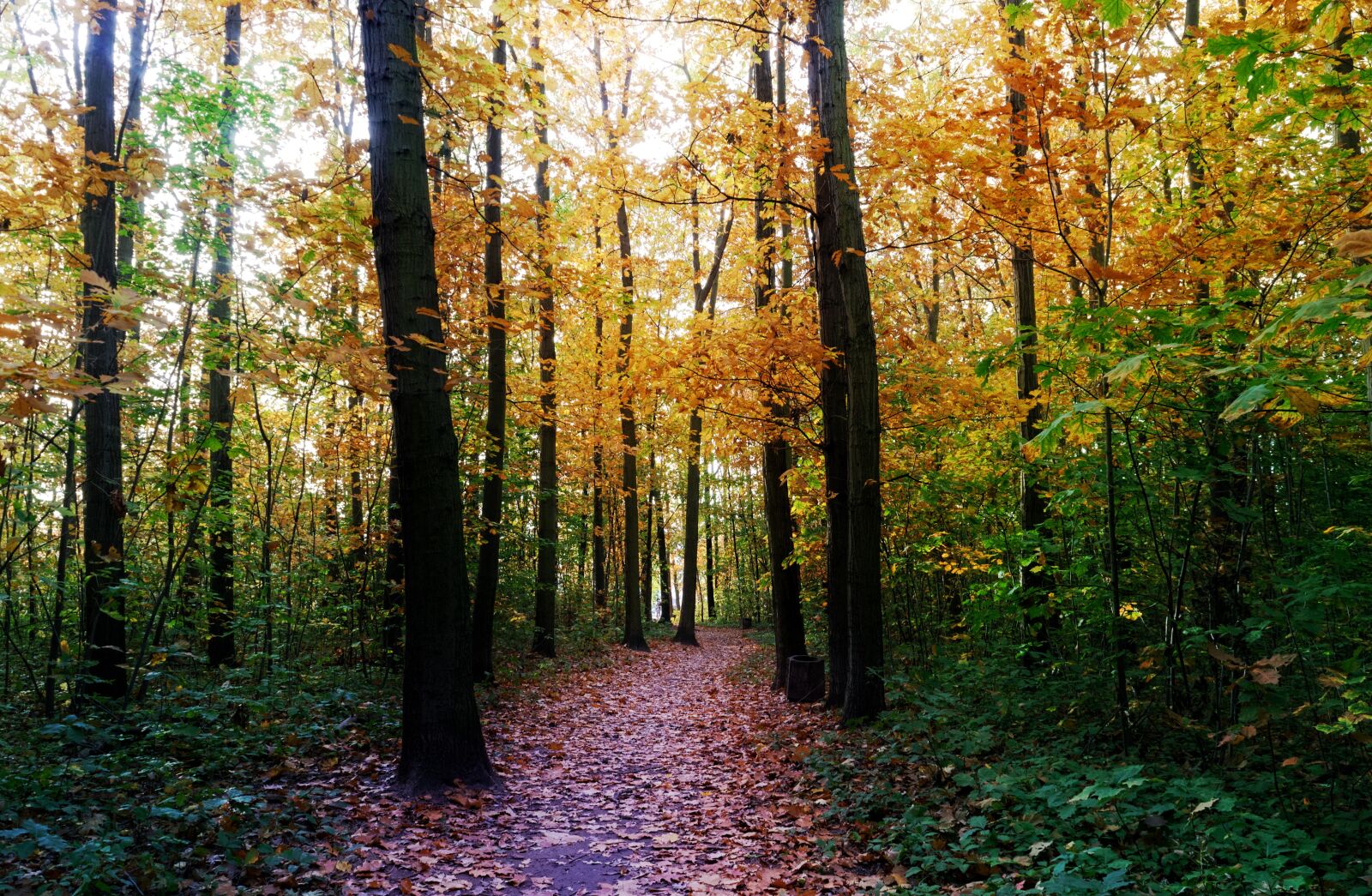 Nikon D3100 sample photo. Landscape, forest, autumn photography