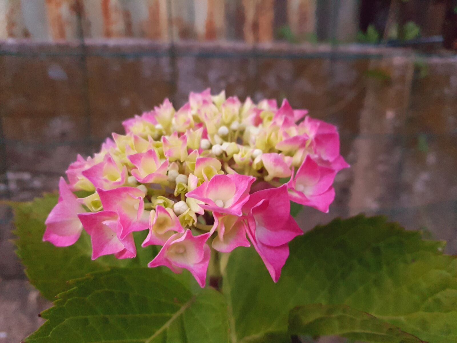 Samsung Galaxy S7 Edge sample photo. Flower, garden, pink photography