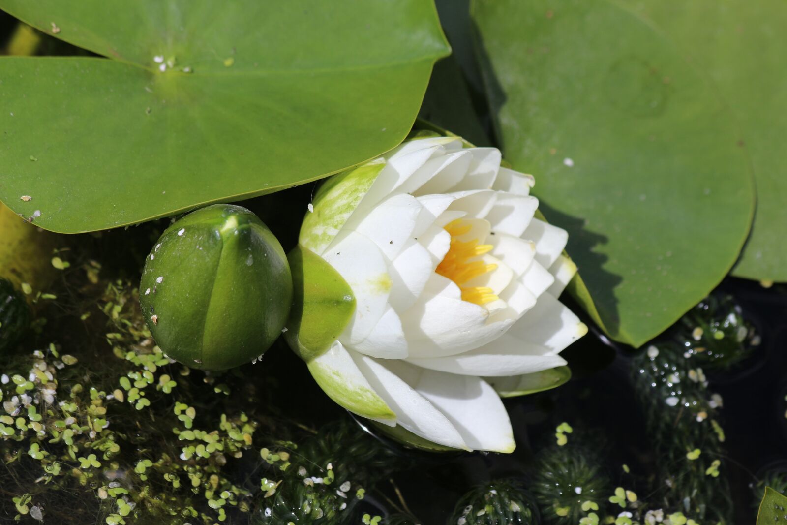 Canon EOS 650D (EOS Rebel T4i / EOS Kiss X6i) sample photo. Lilly, pond, floating flower photography