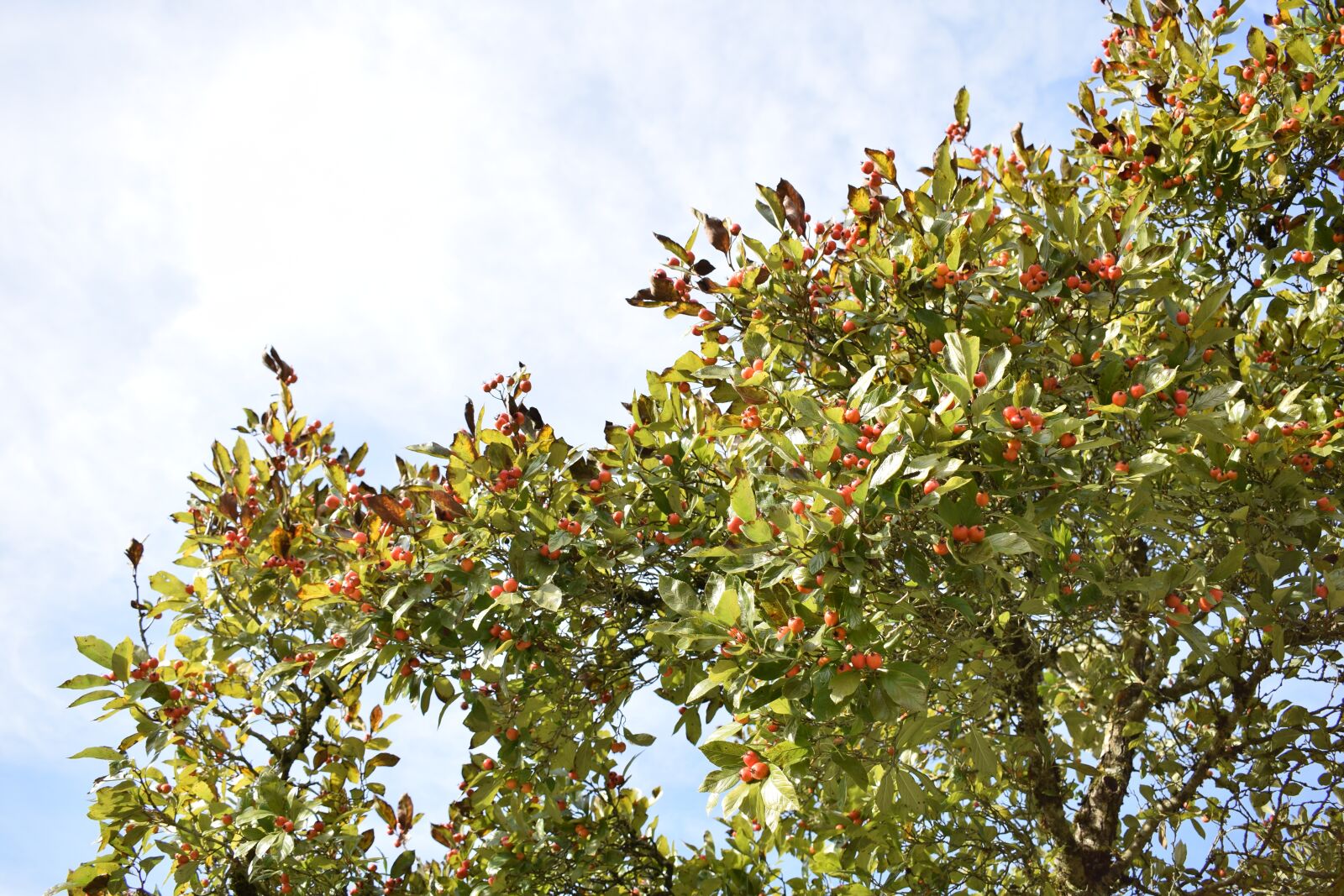 Nikon D3300 sample photo. Rose hip, tree, autumn photography