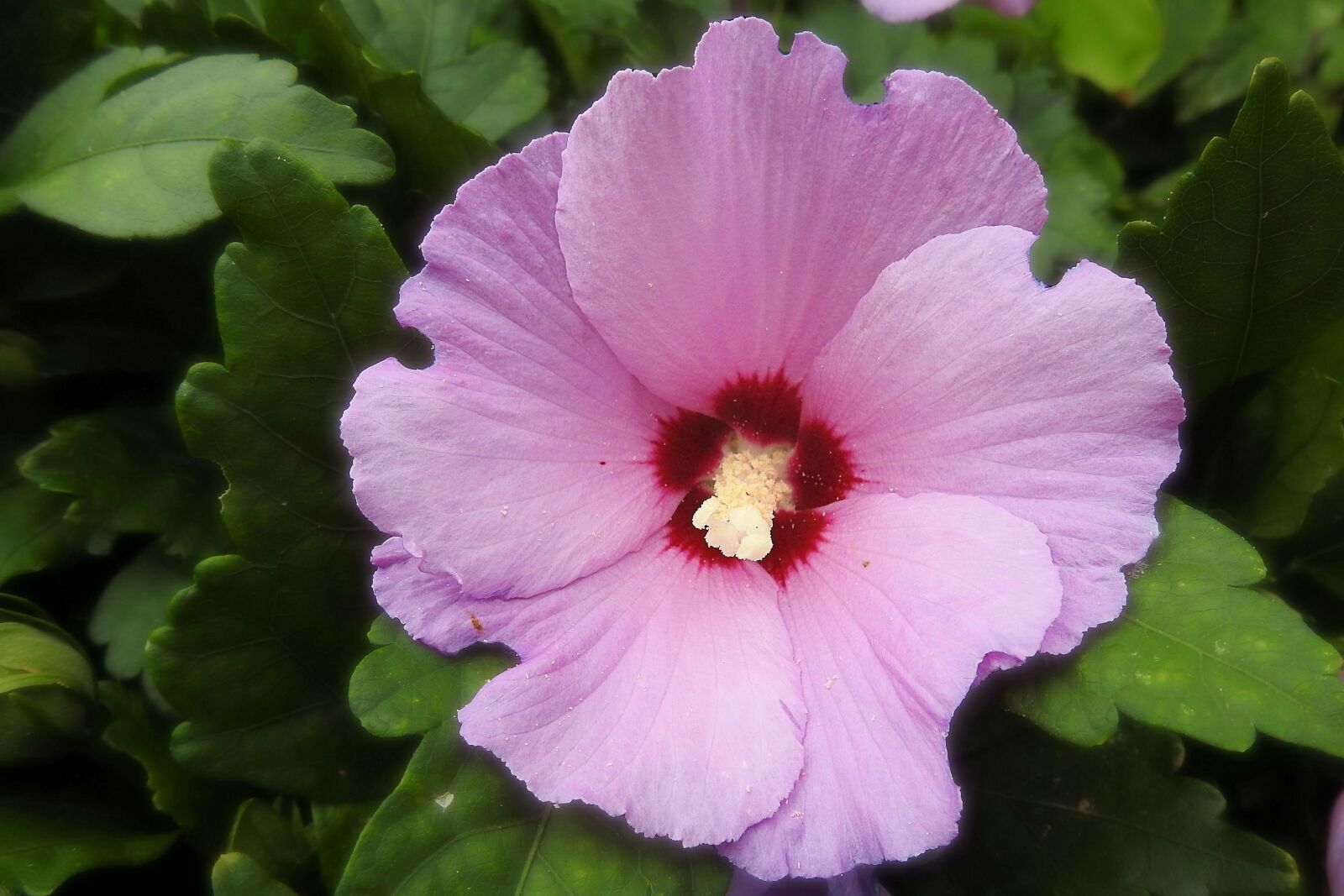 Nikon Coolpix P900 sample photo. Hibiscus, blossom, bloom photography