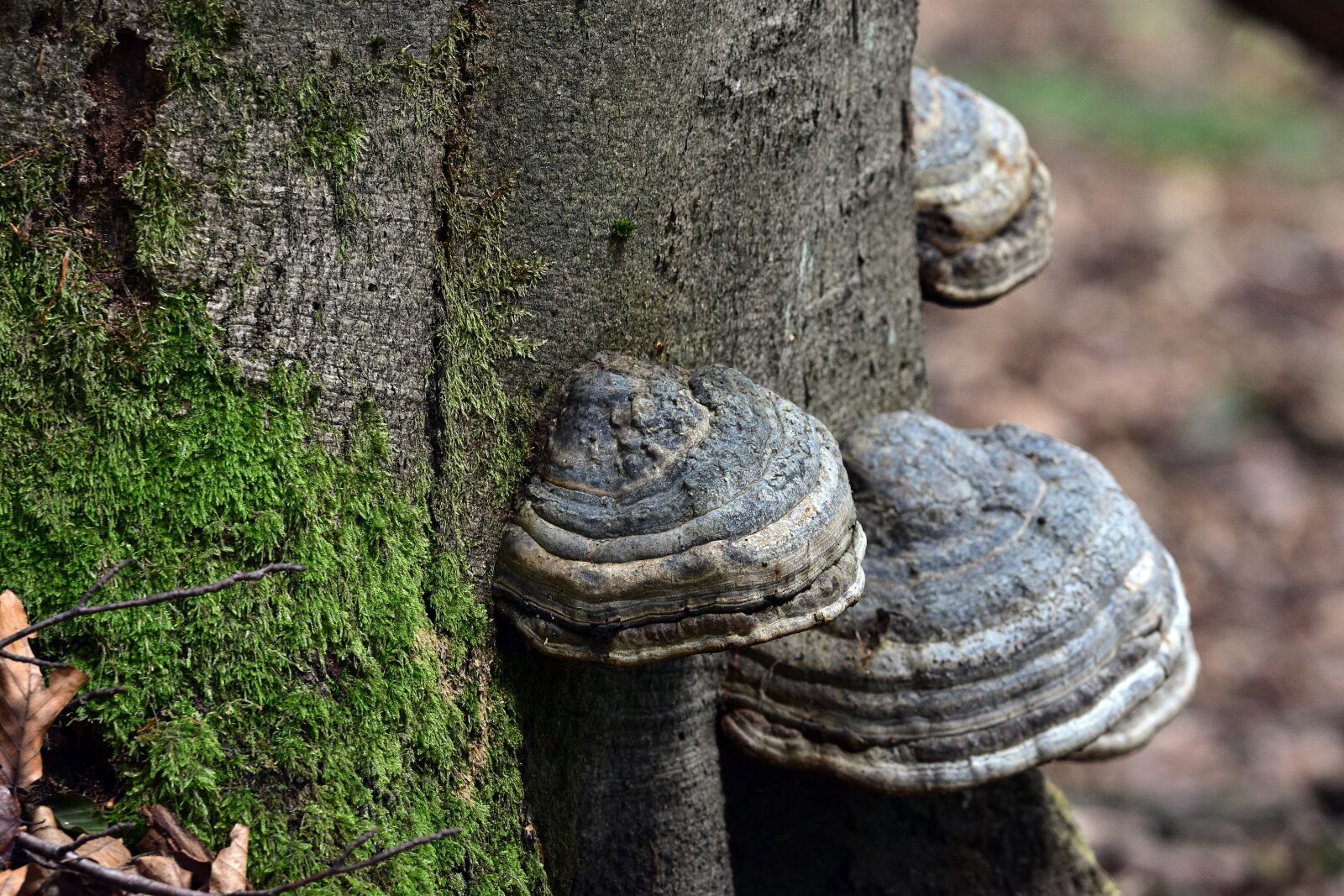 Nikon D3400 sample photo. Moss, nature, forest photography