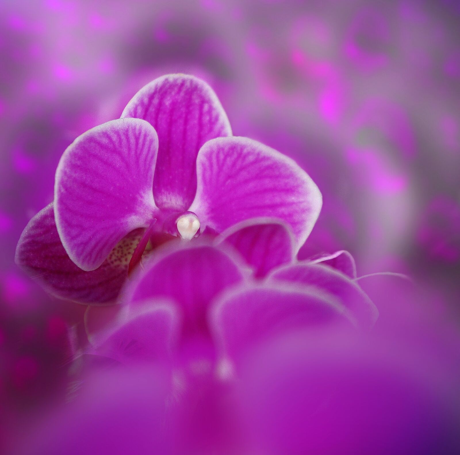 Pentax K-m (K2000) sample photo. Orchid, flower, plant photography