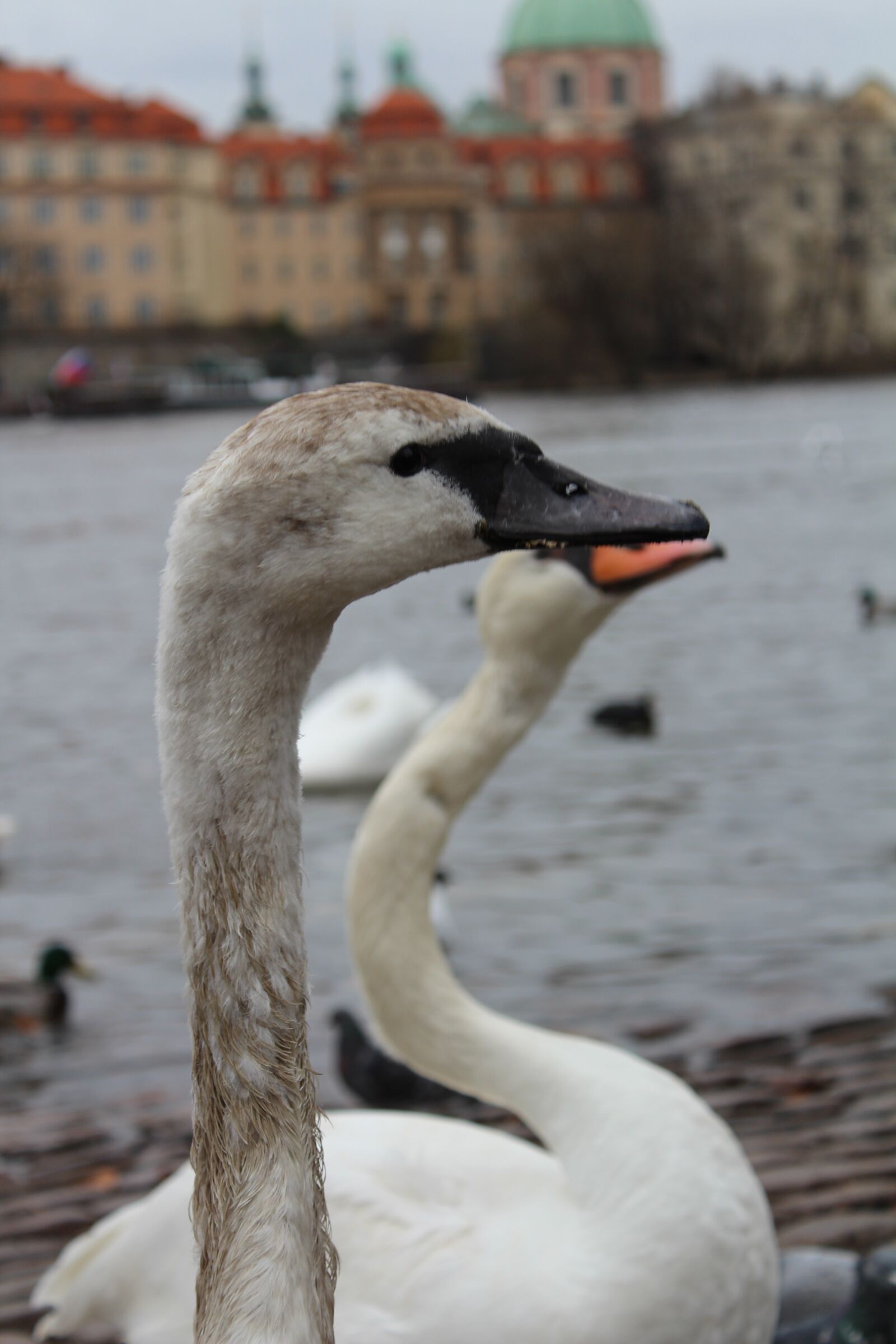 Canon EOS 1300D (EOS Rebel T6 / EOS Kiss X80) sample photo. Swan, nature, water photography