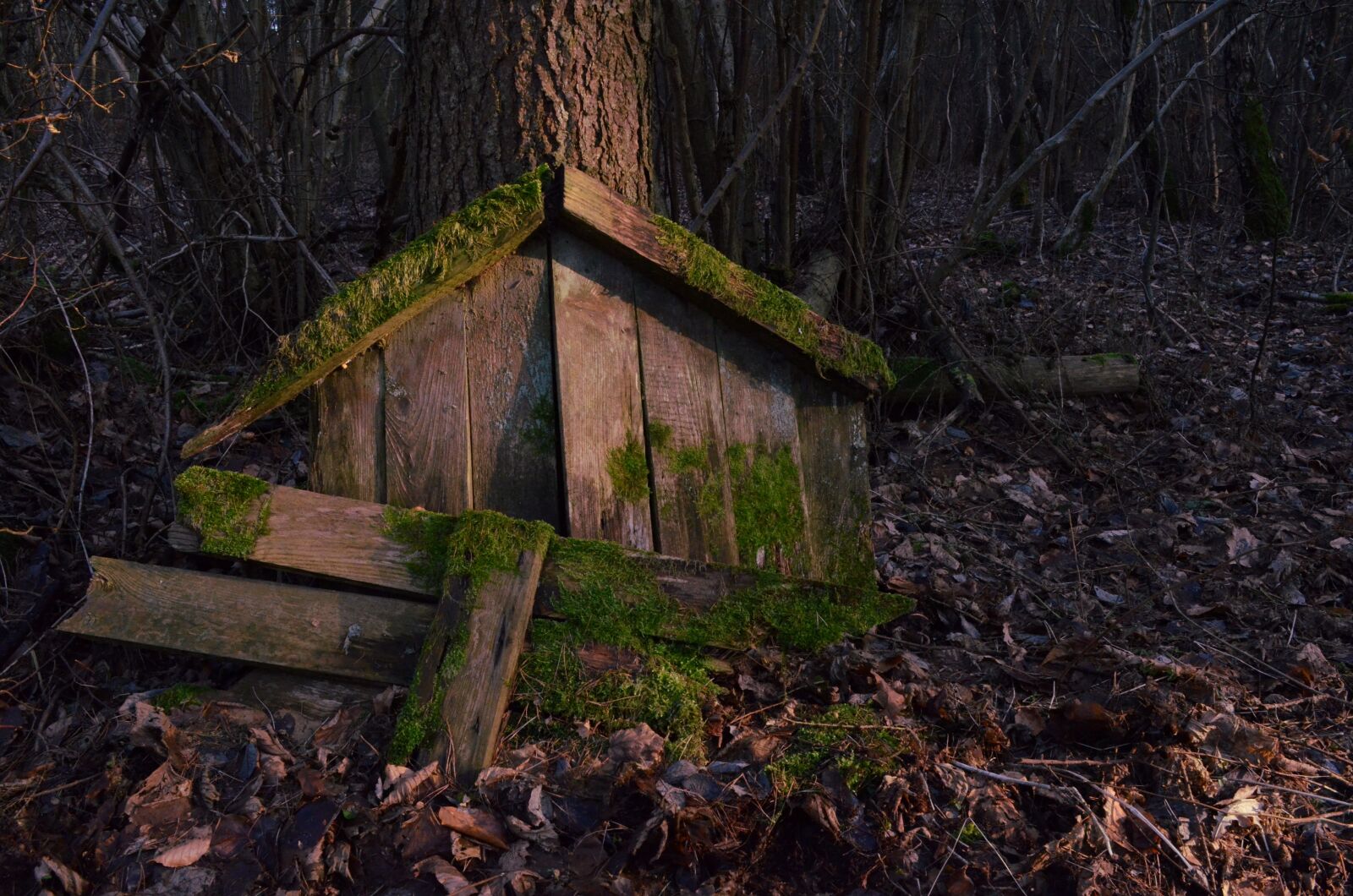Nikon D7000 sample photo. Wood, woods, tree photography