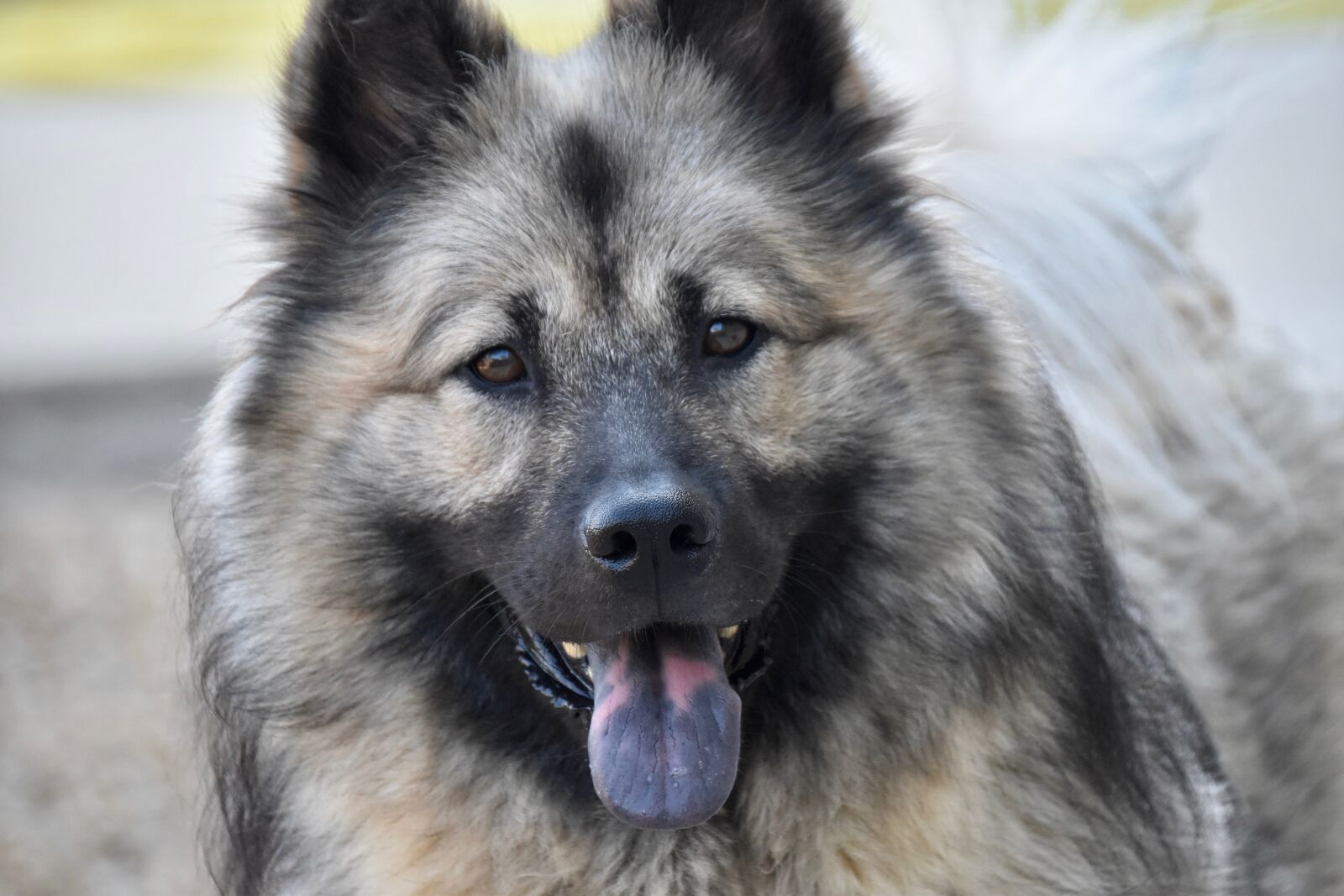 Nikon D5600 sample photo. Dog eurasier, portrait dog photography