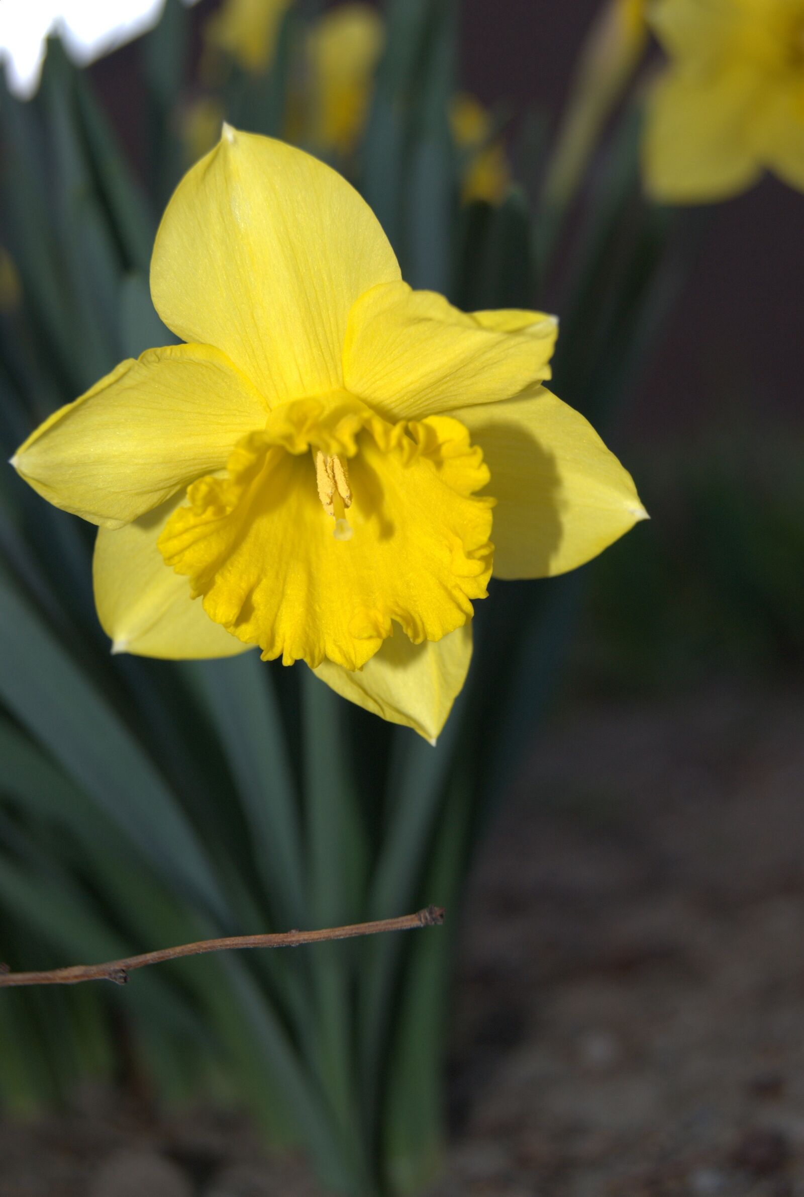 Sony Alpha DSLR-A330 sample photo. Daffodil, flowers, spring photography