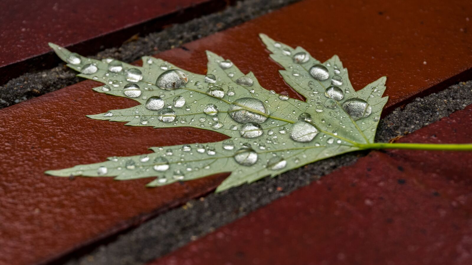 Sony Alpha a5000 (ILCE 5000) sample photo. Leaf, wet, drip photography