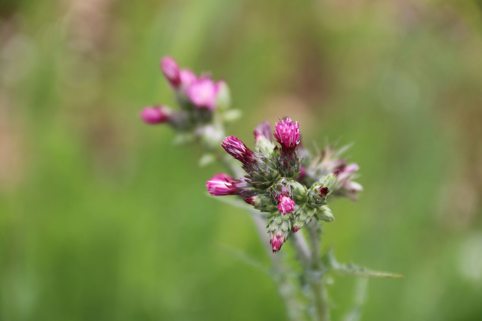 Canon EF-S 18-135mm F3.5-5.6 IS sample photo. Pink, purple, flower photography