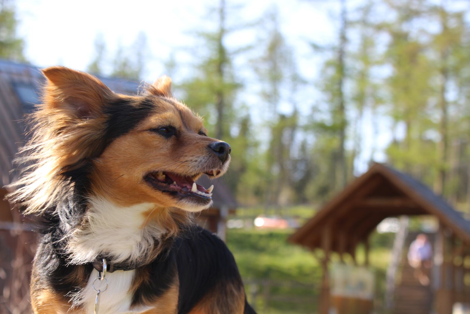 Canon EOS 700D (EOS Rebel T5i / EOS Kiss X7i) sample photo. Dog, nature, animal photography