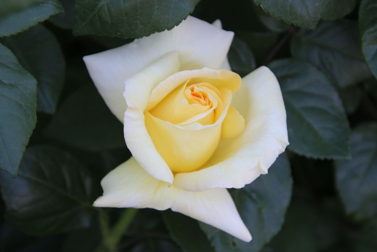 Canon EOS 600D (Rebel EOS T3i / EOS Kiss X5) sample photo. Rose, yellow rose, yellow photography