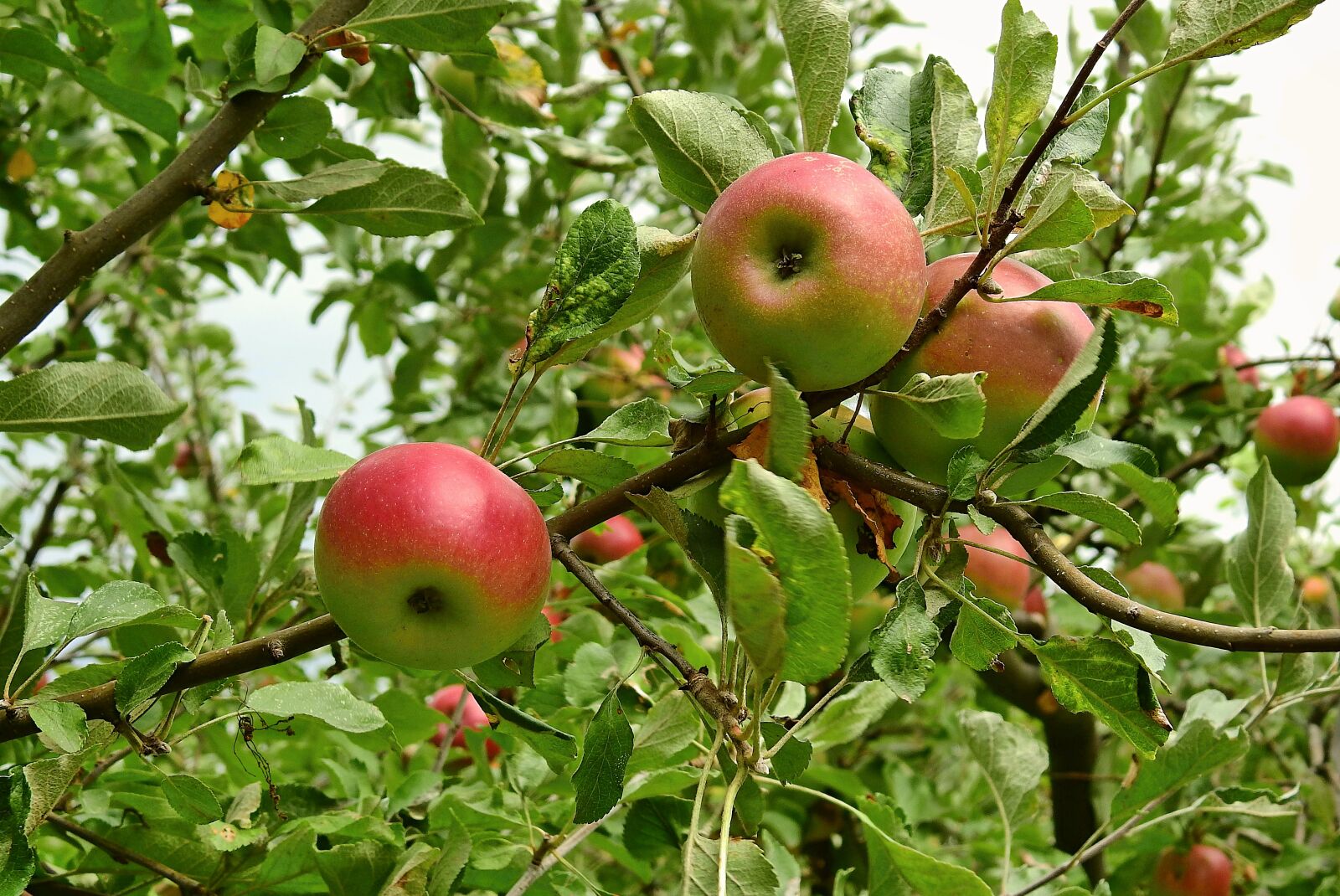 Nikon Coolpix P900 sample photo. Apple, apples, tree photography