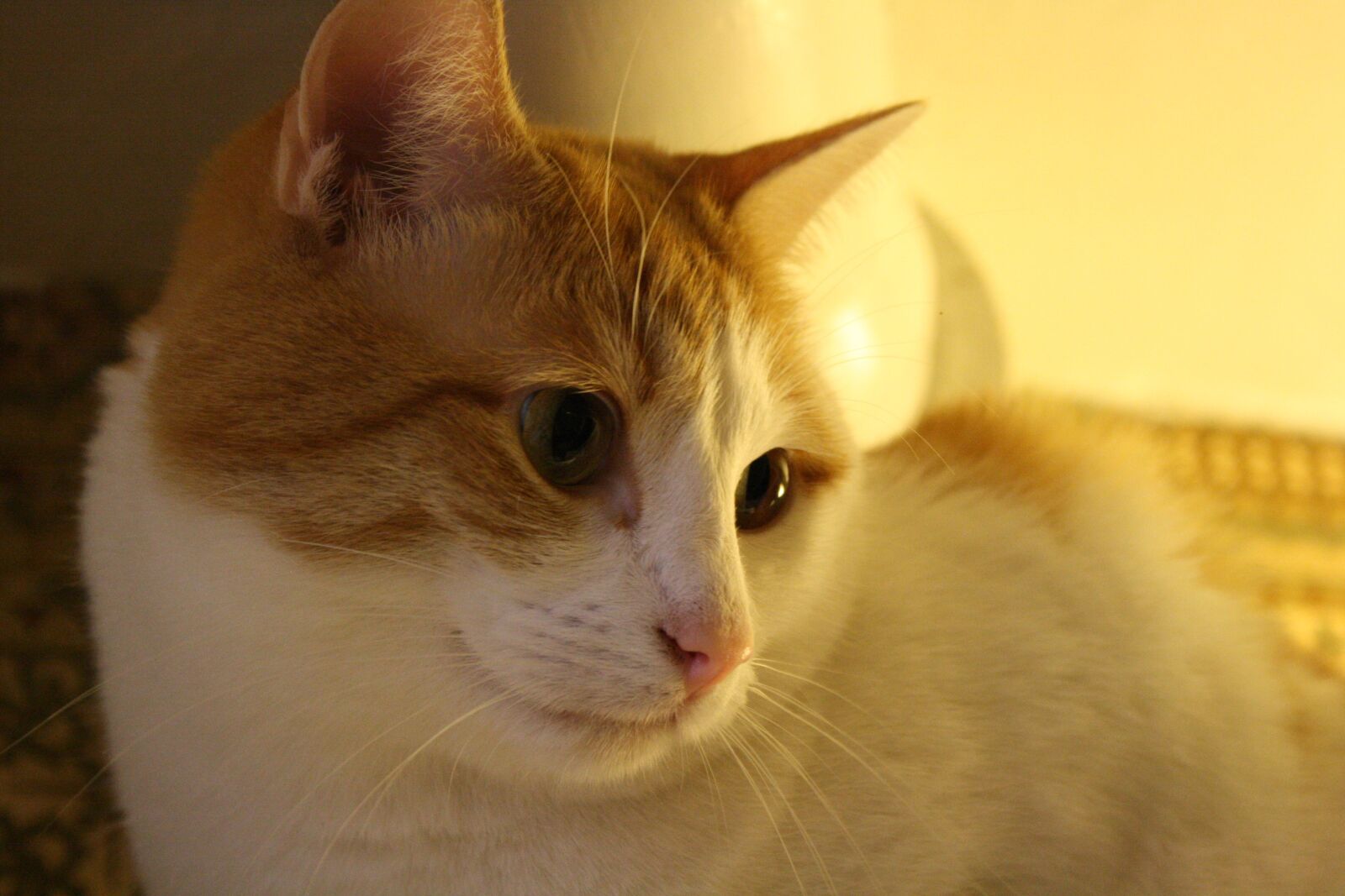 Canon EOS 1000D (EOS Digital Rebel XS / EOS Kiss F) sample photo. Cat, kitten, animal photography