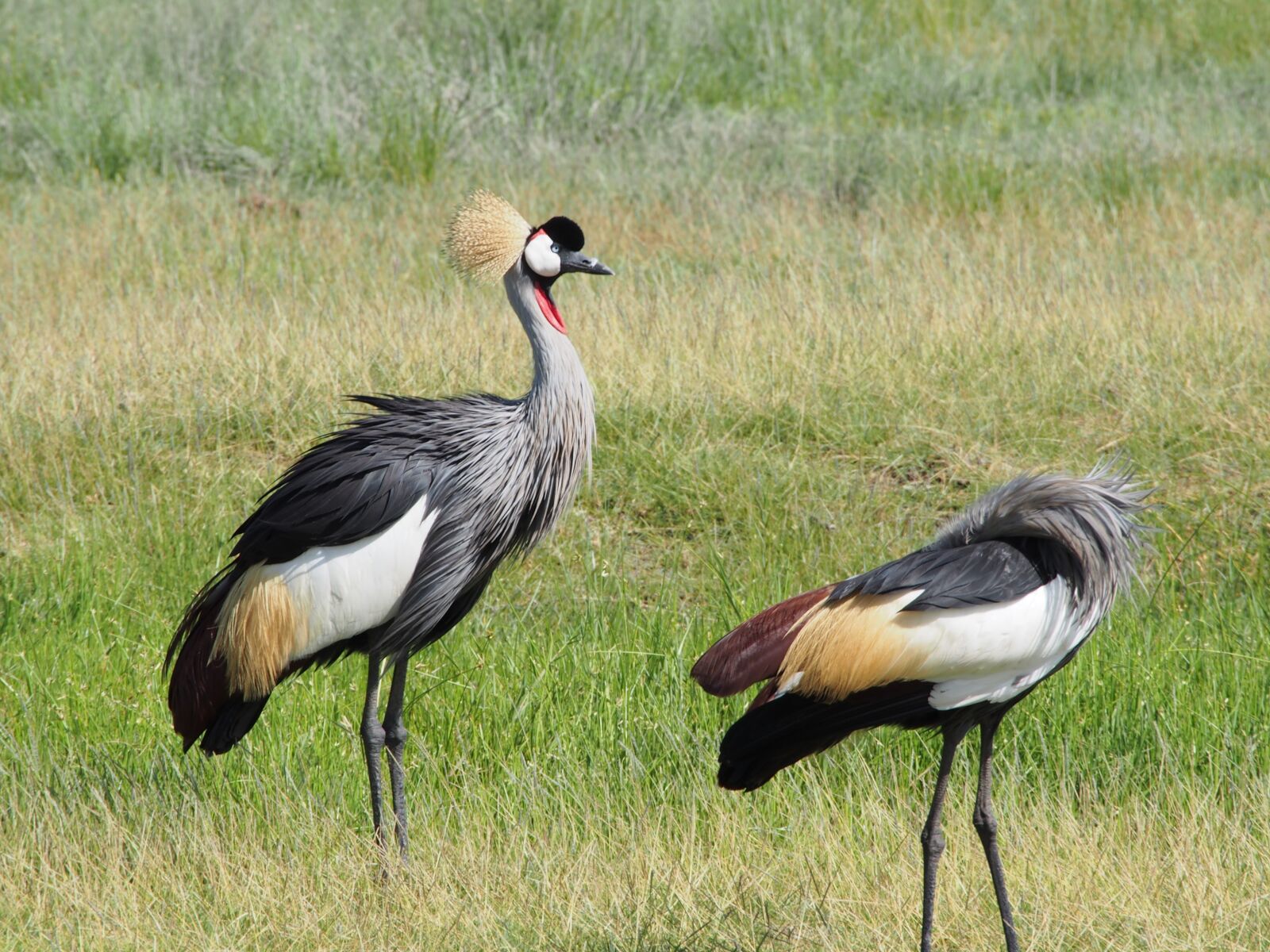 Olympus OM-D E-M5 sample photo. Africa, animal, bird photography