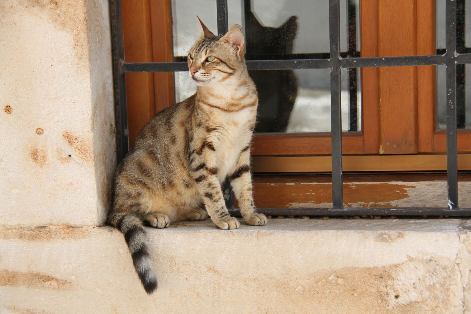 Canon EOS 7D sample photo. Cat, crete, greece photography