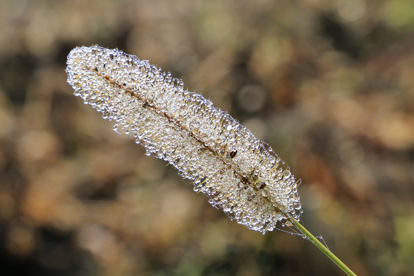 Canon EOS 6D sample photo. Grass, water, drops photography