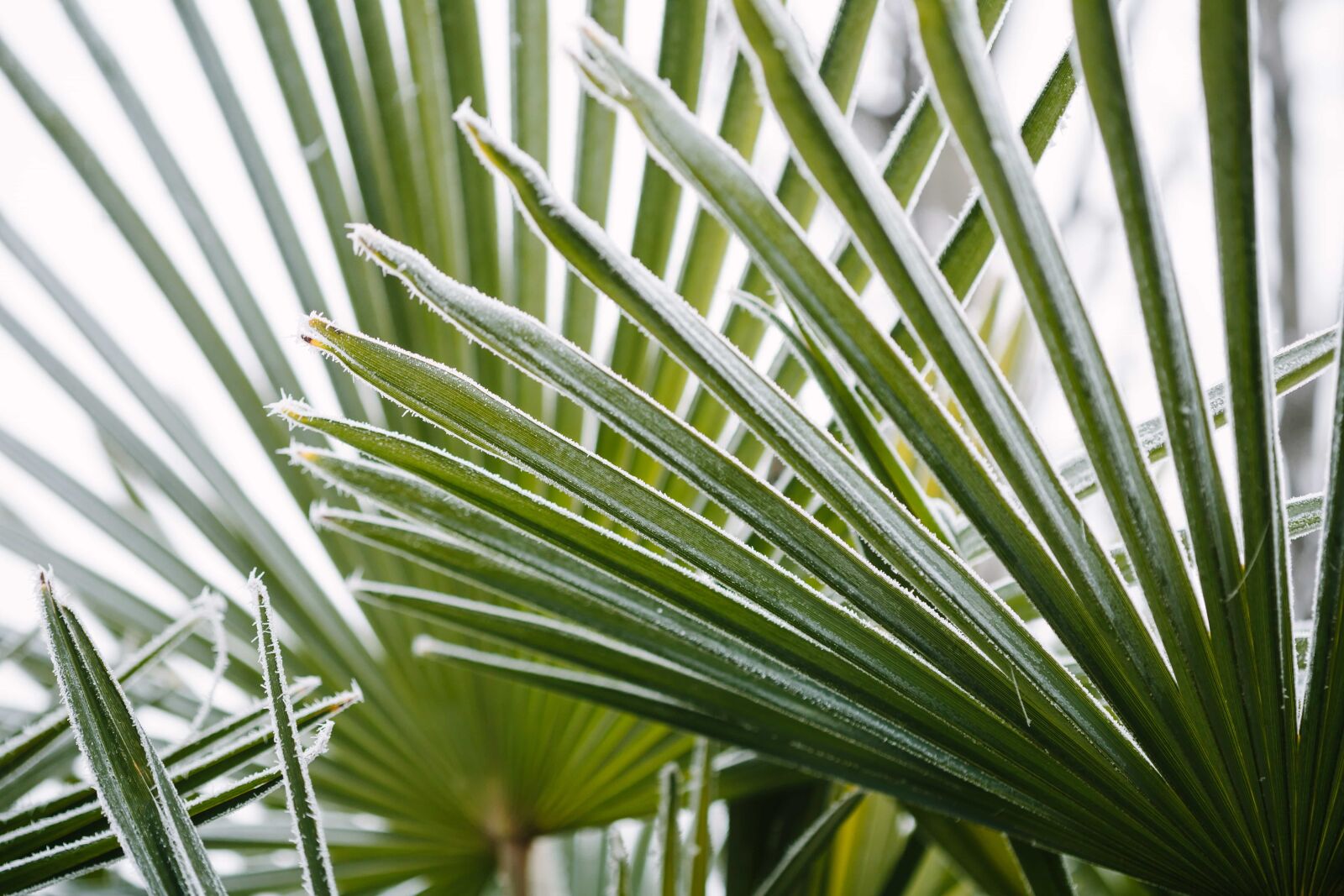 Canon EF 100mm F2.8 Macro USM sample photo. Frost, leaves, palm, plant photography