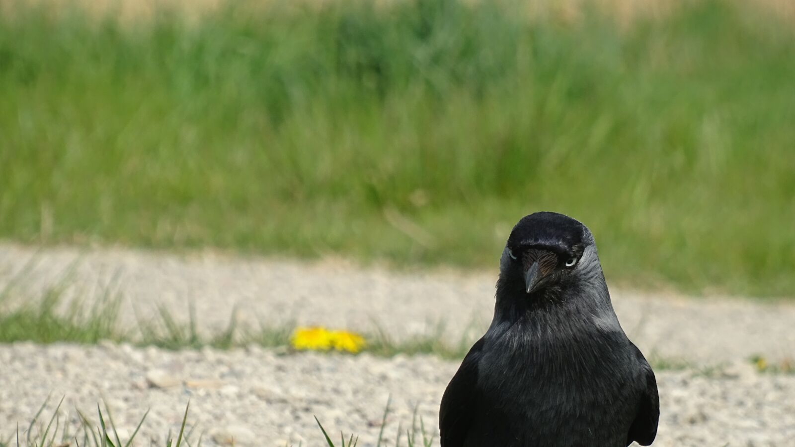 Sony DSC-HX60 sample photo. Crow, bird, raven photography