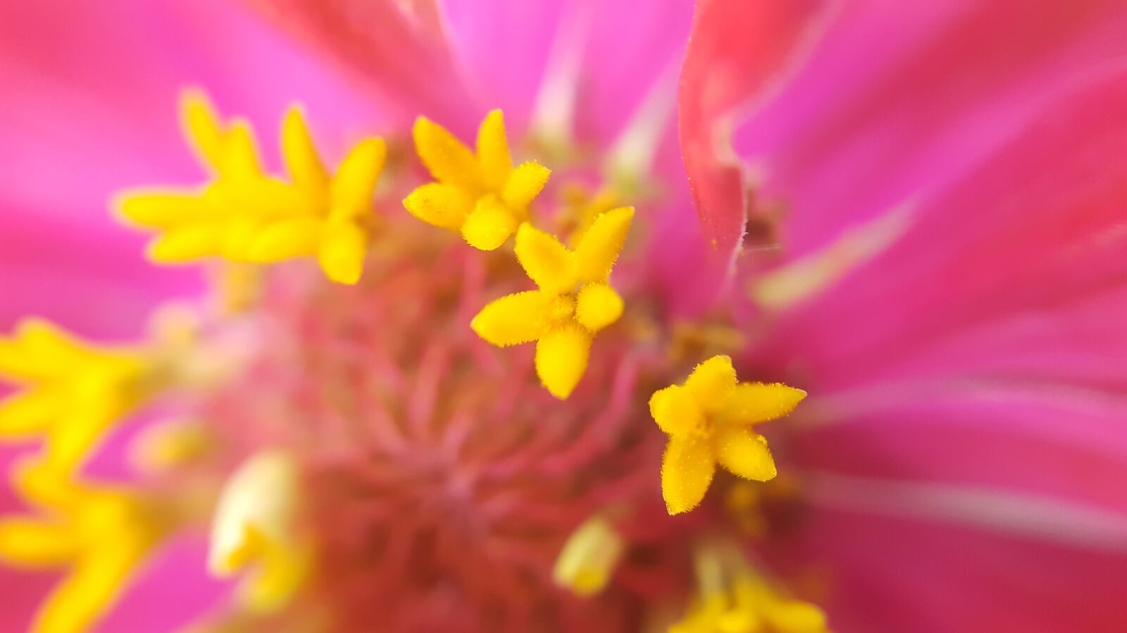 Samsung Galaxy S6 sample photo. Blossom, beautiful, garden photography
