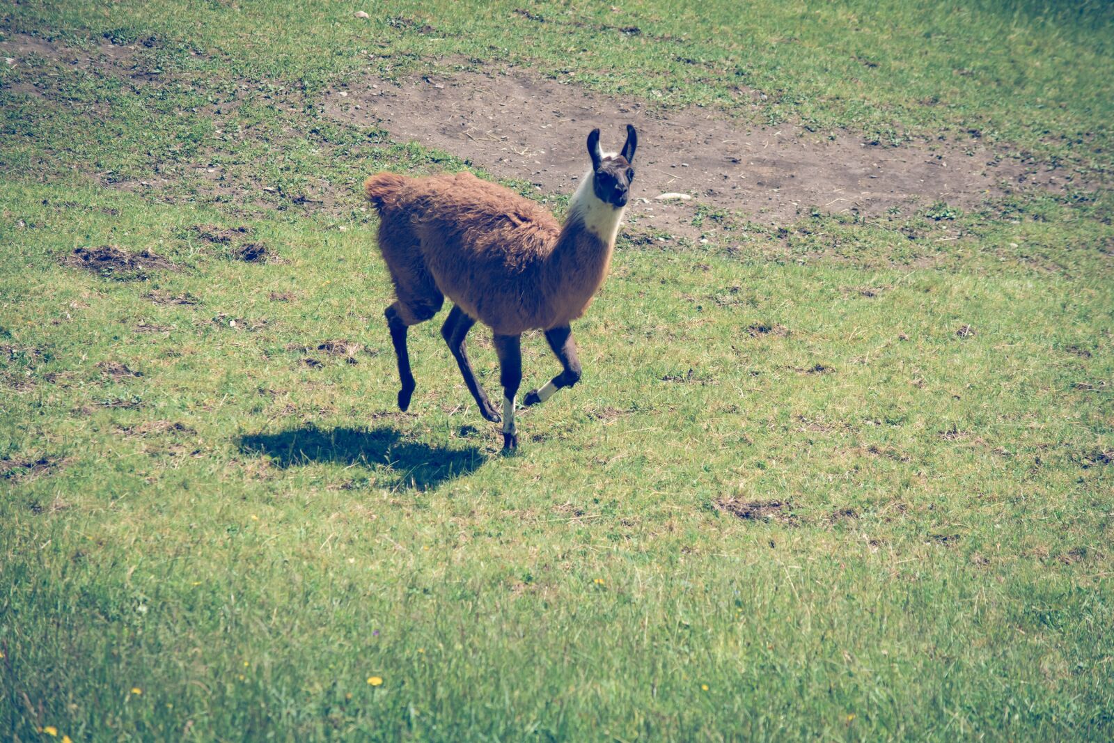 Nikon D7100 sample photo. Lama, meadow, coupling photography