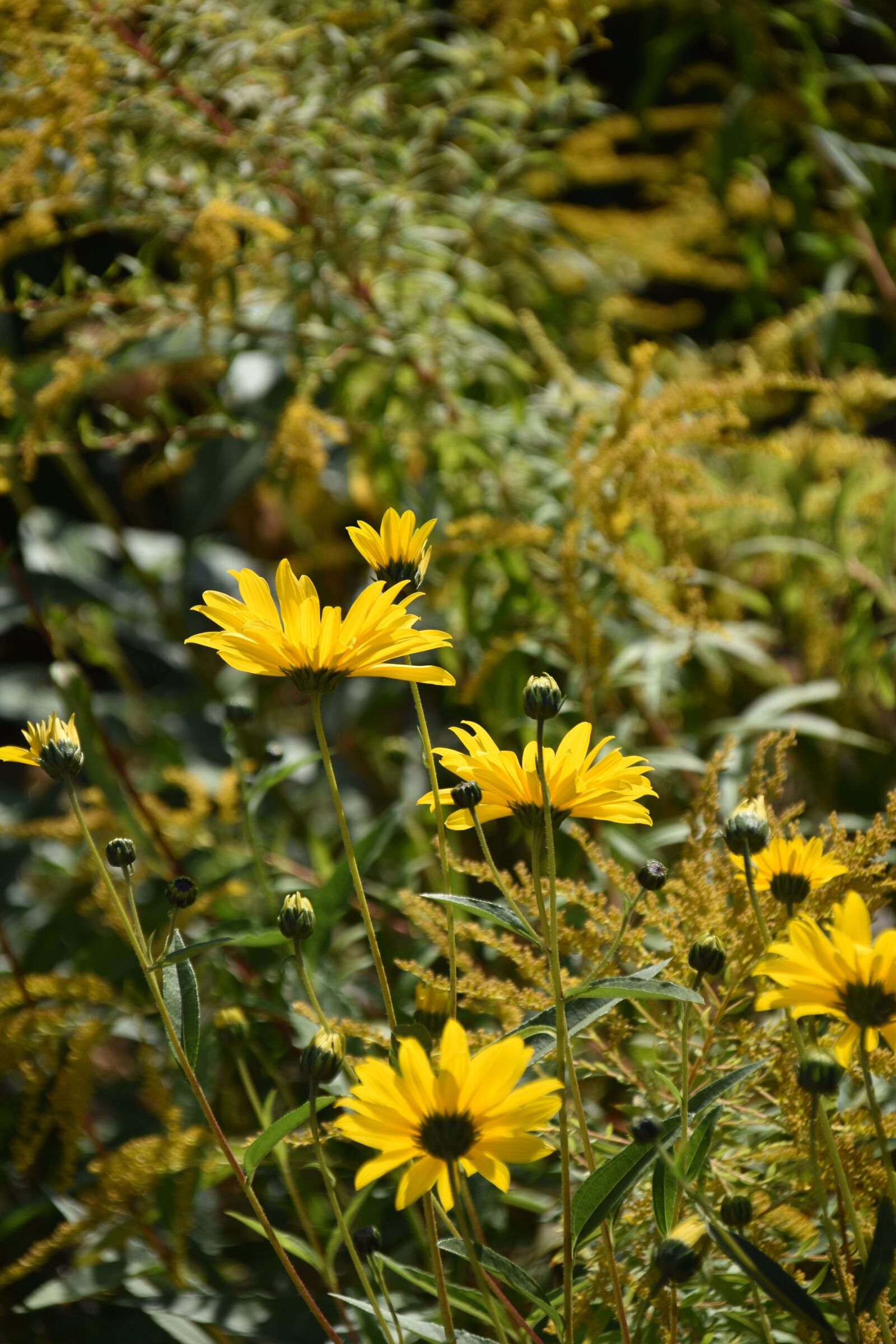 Nikon D5600 sample photo. Flowers, yellow flowers, petals photography