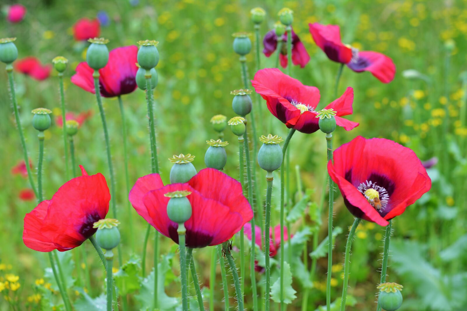 Nikon D5200 sample photo. Poppies, meadow, nature photography