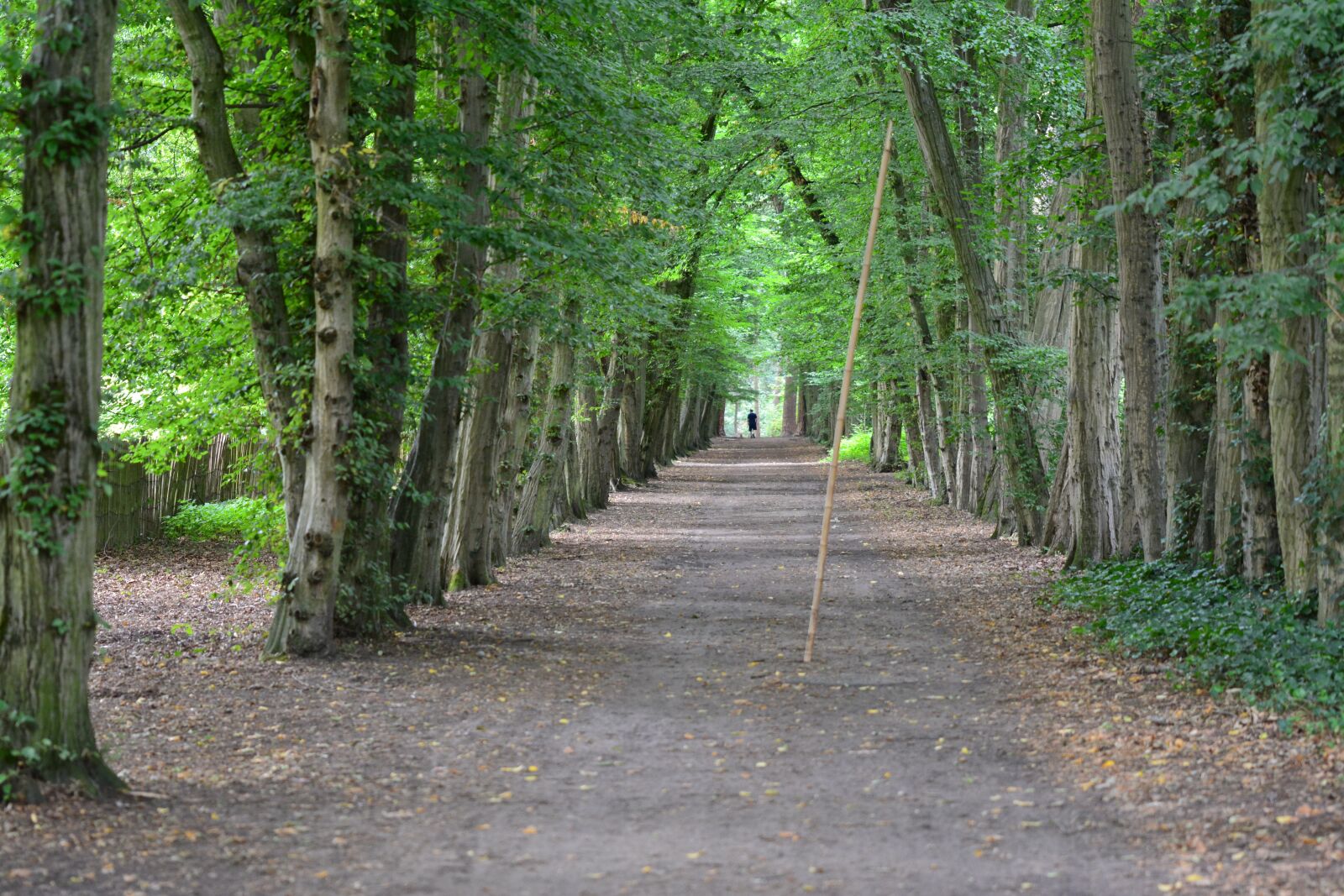 Nikon D7100 sample photo. Trees, walking path, forest photography