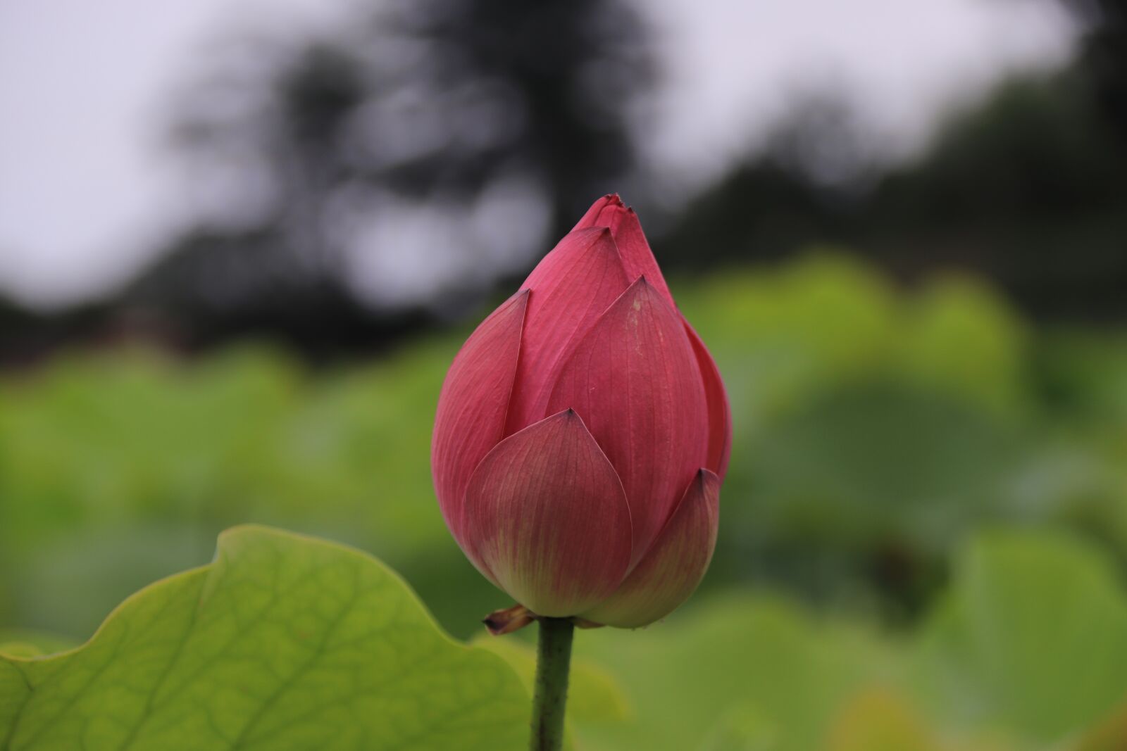Canon EOS 800D (EOS Rebel T7i / EOS Kiss X9i) sample photo. Lotus, spring, flower photography