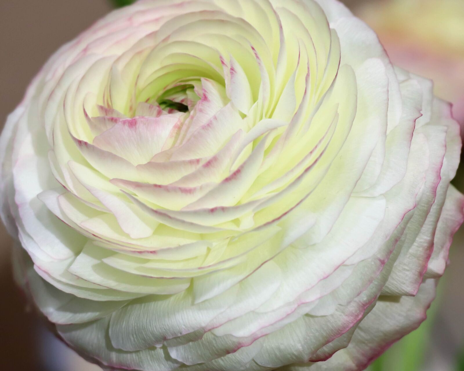 Canon EOS 77D (EOS 9000D / EOS 770D) sample photo. Flower, white, bloom photography