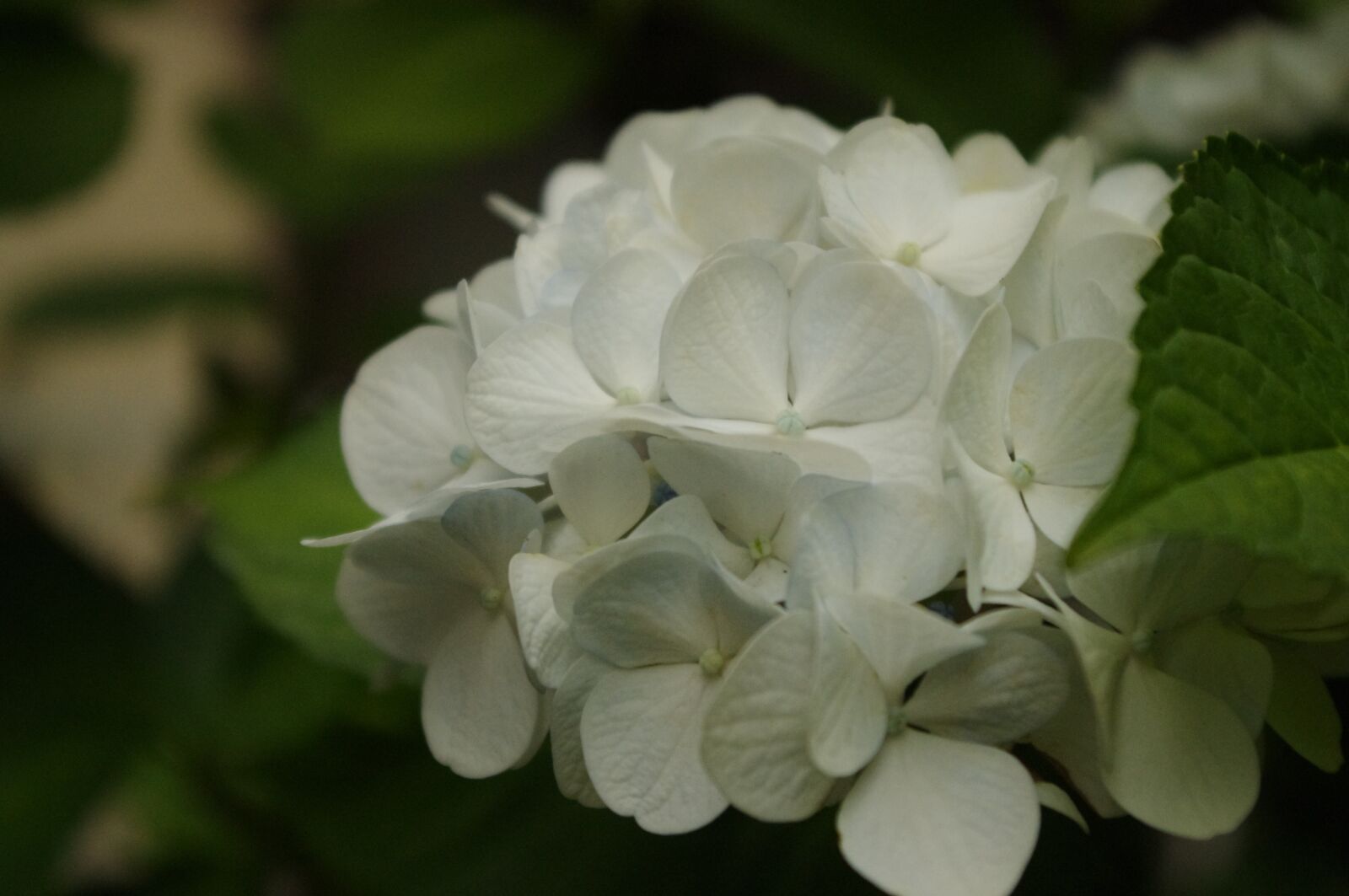 Pentax K-r sample photo. Hydrangea, flower, bloom photography