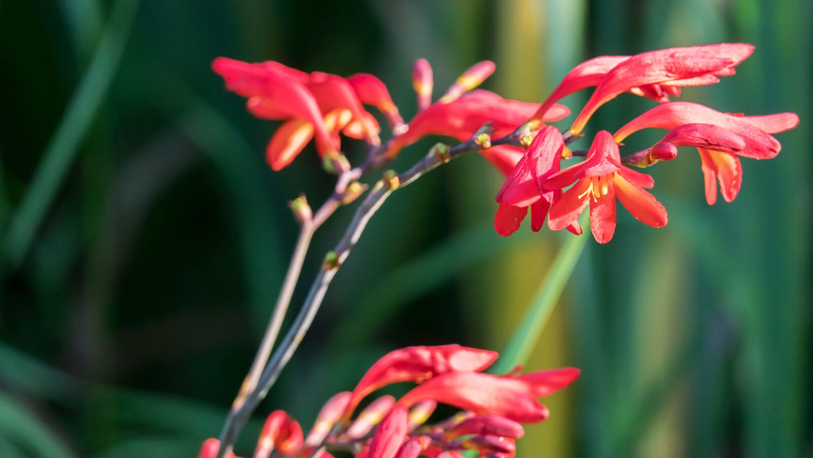 Panasonic Lumix DMC-FZ2500 (Lumix DMC-FZ2000) sample photo. Garden, flowers, red photography