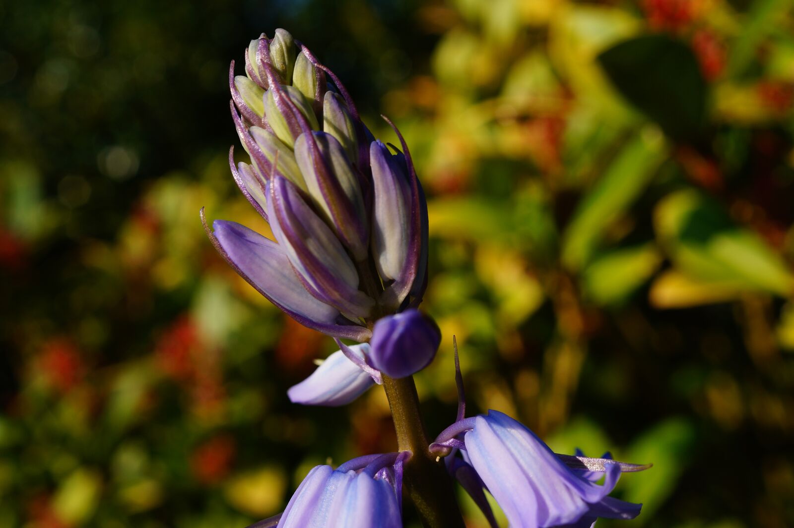 Sony SLT-A58 + Sony DT 30mm F2.8 Macro SAM sample photo. Flower, purple flower, spring photography