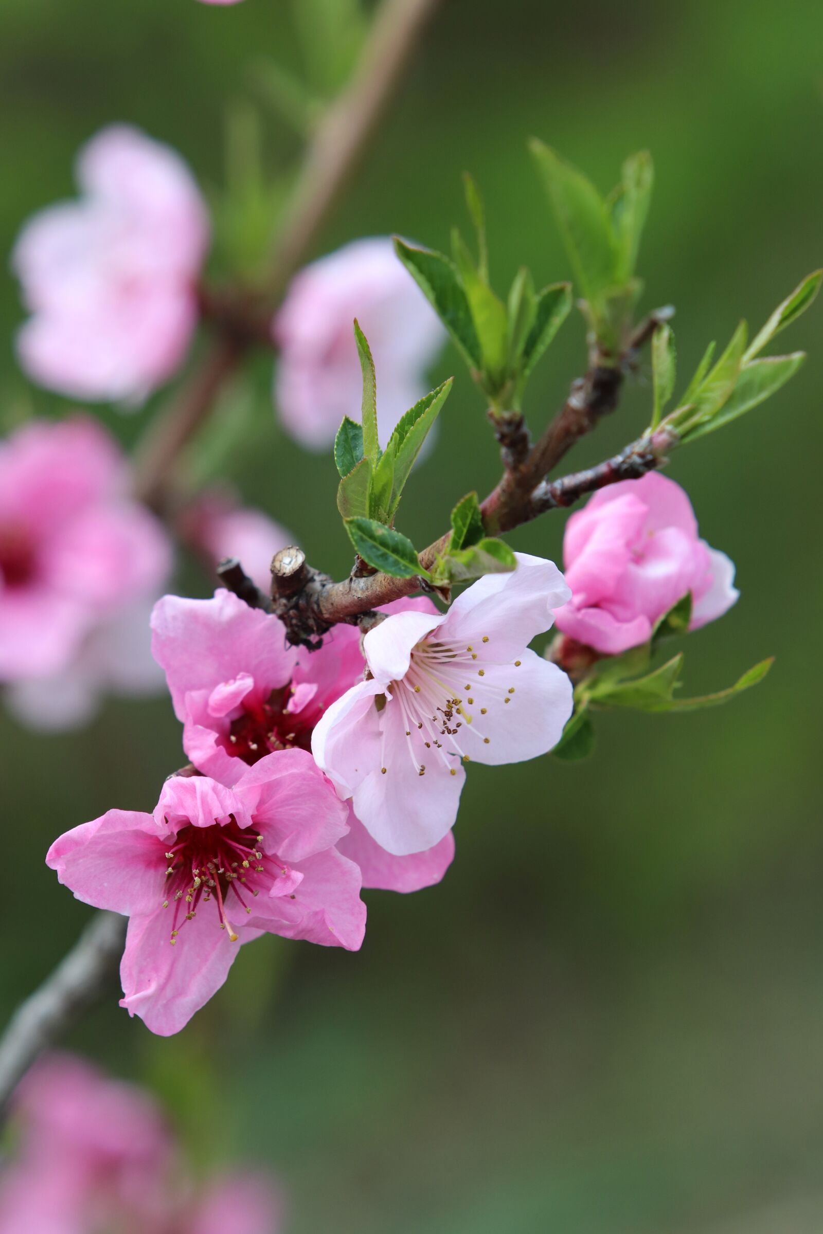 Canon EF 70-200mm F2.8L USM sample photo. Spring, cherry blossom, flowers photography