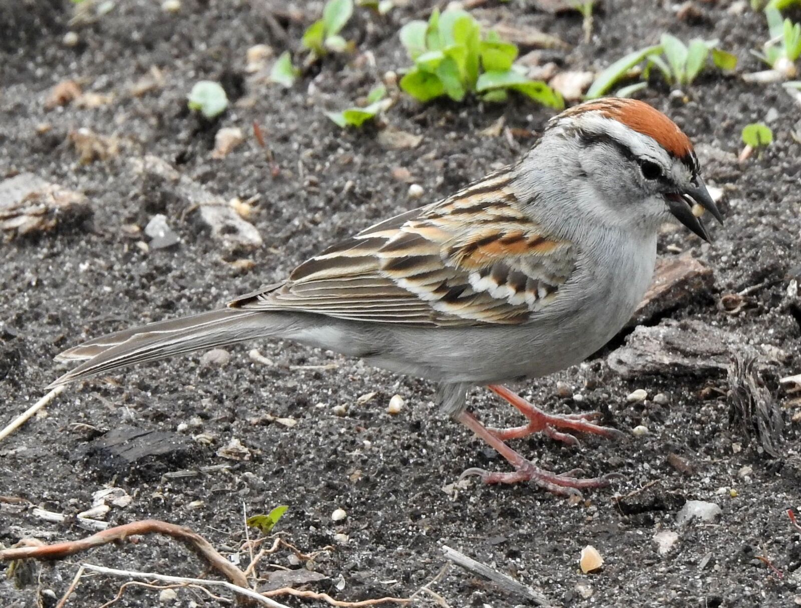Nikon Coolpix P900 sample photo. Chipping sparrow, hairbird, spizella photography