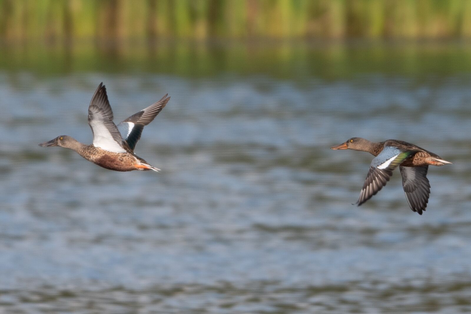 Nikon D750 sample photo. Birds, flying, animal photography