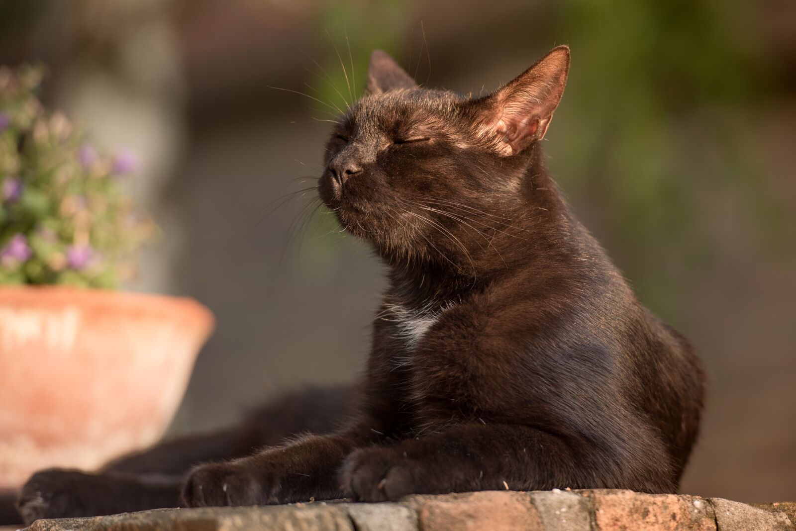 Nikon D750 sample photo. Cat, kitten, black cat photography