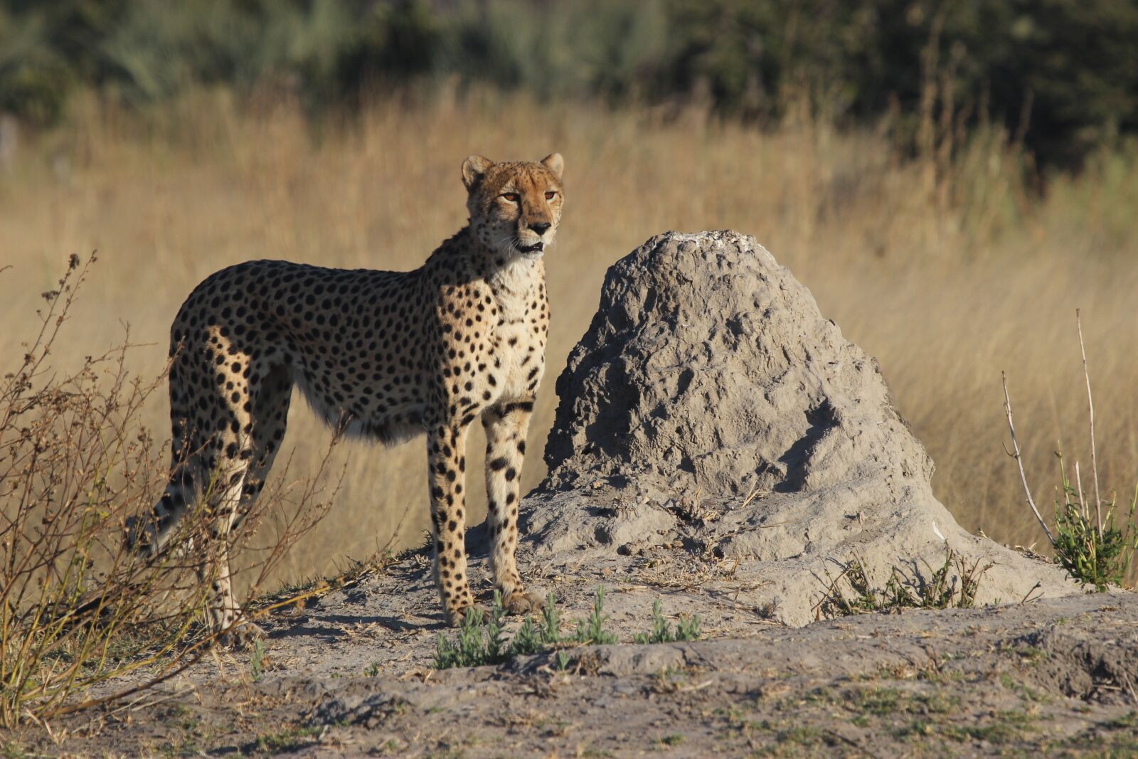 Canon EOS 600D (Rebel EOS T3i / EOS Kiss X5) + Canon EF 100-400mm F4.5-5.6L IS USM sample photo. Leopard, africa, botswana photography