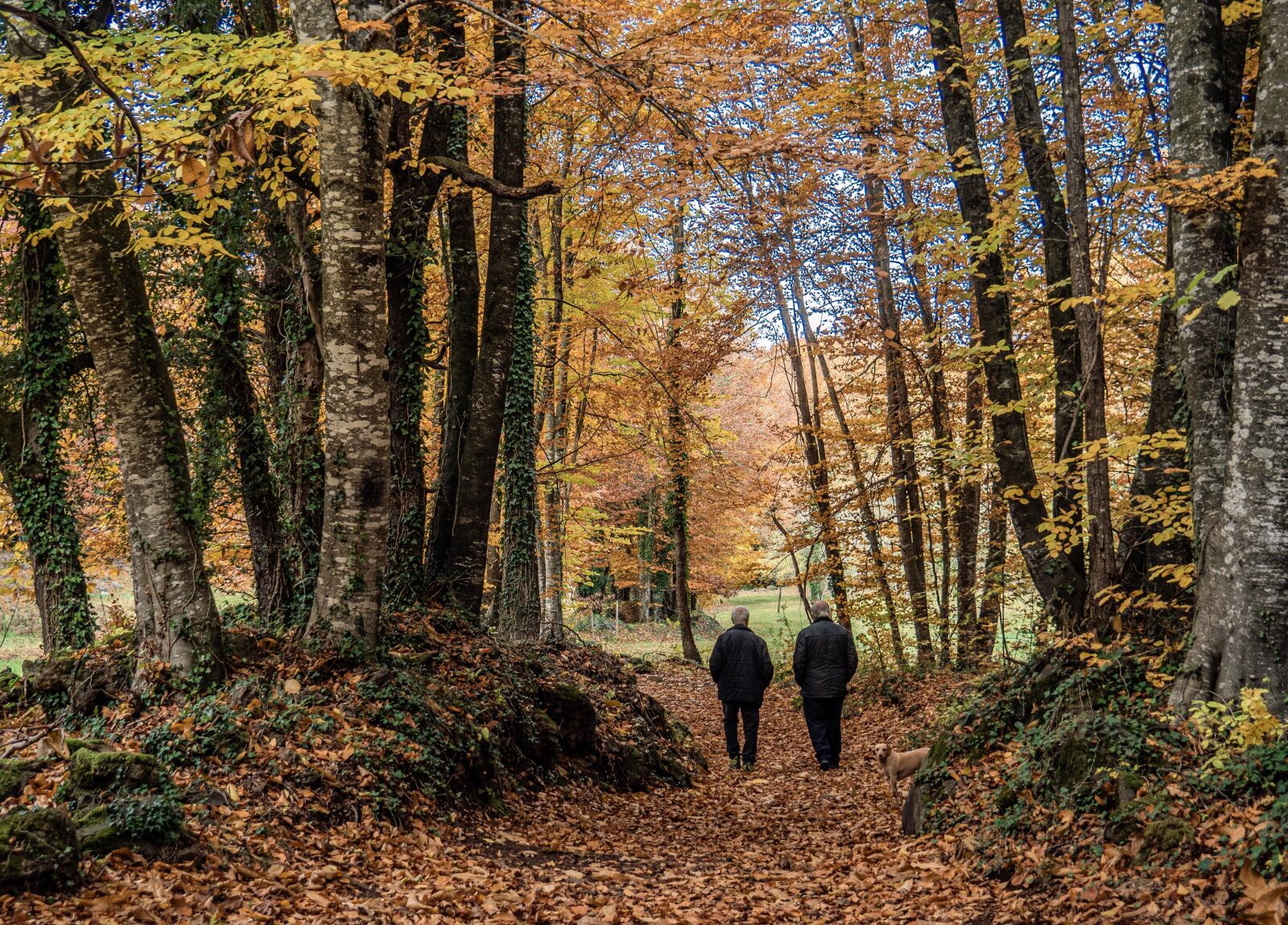 Olympus OM-D E-M5 II sample photo. Forest, trees, autumn photography