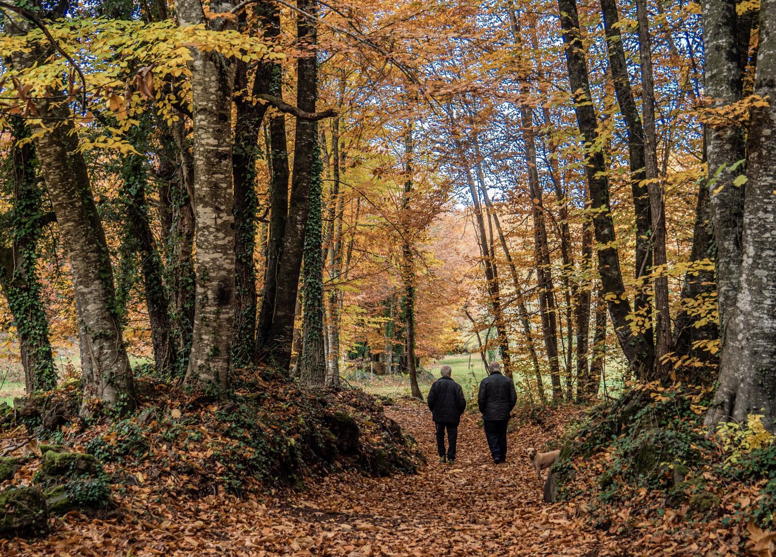 Olympus OM-D E-M5 II + OLYMPUS M.14-150mm F4.0-5.6 II sample photo. Forest, trees, autumn photography