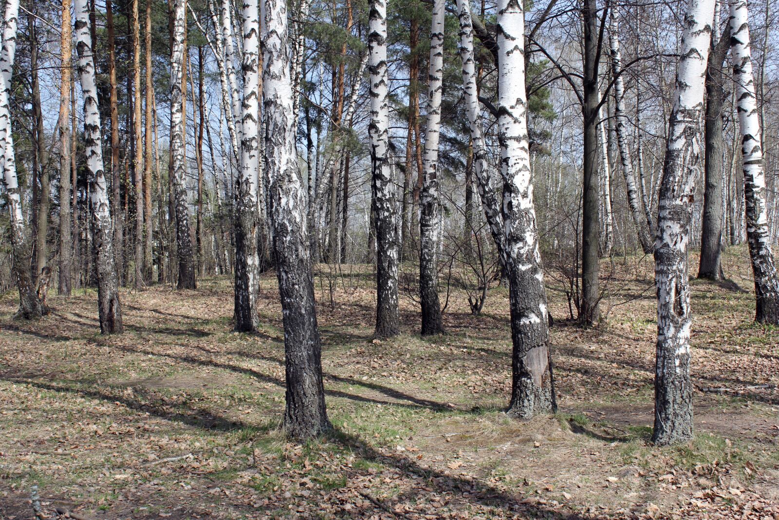 Canon EOS 60D sample photo. Forest, nature, birch photography